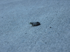 Pseudacris regilla