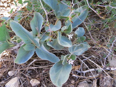 Cycladenia humilis var. venusta