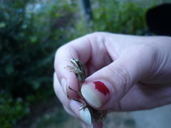 Pseudacris regilla