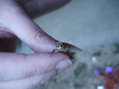 Pseudacris regilla
