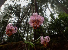 Lilium kelloggii