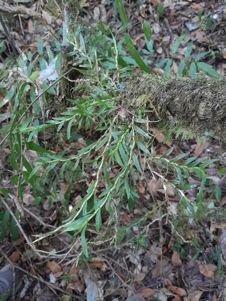 Angraecum pauciramosum Schltr.