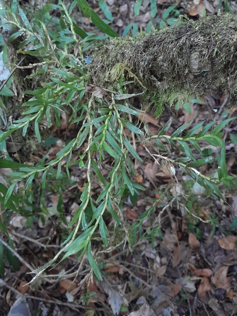 Angraecum pauciramosum Schltr. 2