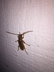 Eburia