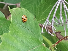 Harmonia axyridis