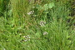 Mutellina purpurea