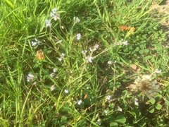 Myosotis arvensis