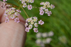 Mutellina purpurea