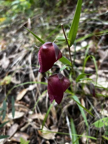 White fairy-lantern (Calochortus albus)
