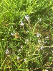 Myosotis arvensis