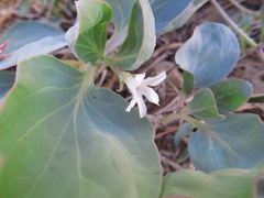 Cycladenia humilis venusta