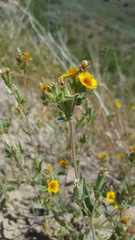 Mentzelia montana