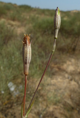 Silene chaetodonta