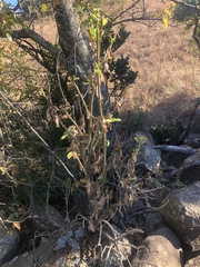 Senecio brachypodus