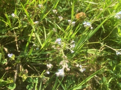 Myosotis arvensis
