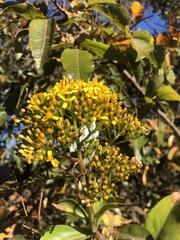 Senecio brachypodus