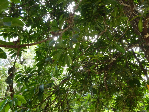 Barringtonia calyptrata observed 2024-11-19