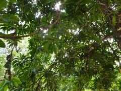 Barringtonia calyptrata, photograph (c) Steve Fitzgerald, some rights reserved (CC BY-SA)