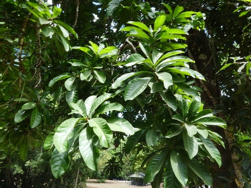 Barringtonia calyptrata, photograph 6