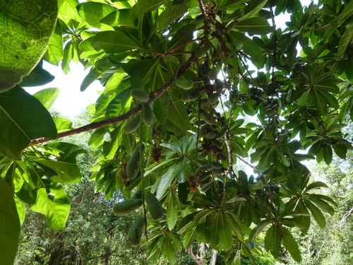 Barringtonia calyptrata, photograph 5