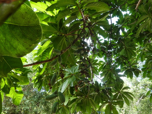 Barringtonia calyptrata, photograph 4