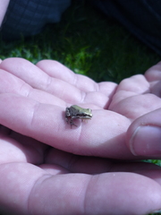 Pseudacris regilla