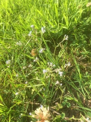 Myosotis arvensis