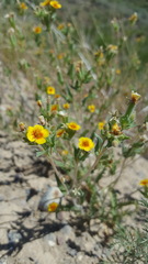 Mentzelia montana