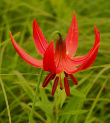 Lilium michiganense