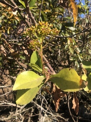 Senecio brachypodus