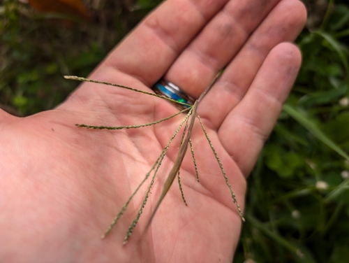 Image of Digitaria violascens by (c) Damien Wallace, some rights reserved (CC BY)