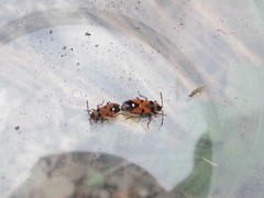 Horvathiolus superbus