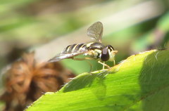 Sphaerophoria sulphuripes