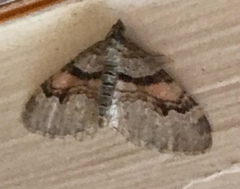 Xanthorhoe labradorensis