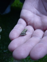 Pseudacris regilla