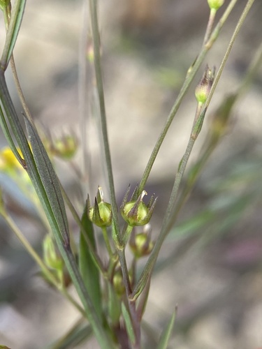 Linum trigynum