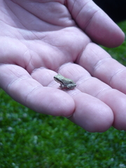 Pseudacris regilla