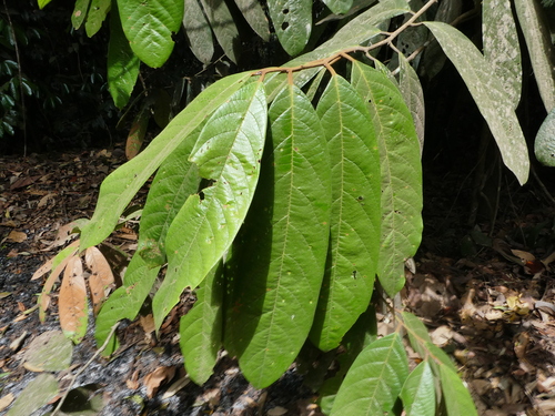 Cryptocarya mackinnoniana, photograph 5