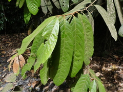 Cryptocarya mackinnoniana, photograph (c) Steve Fitzgerald, some rights reserved (CC BY-SA)