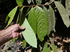 Cryptocarya mackinnoniana, photograph (c) Steve Fitzgerald, some rights reserved (CC BY-SA)