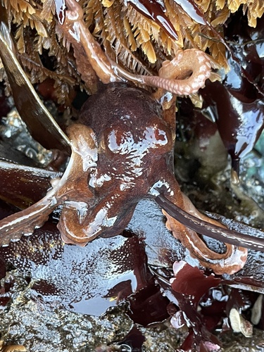 East Pacific Red Octopus photographed in California