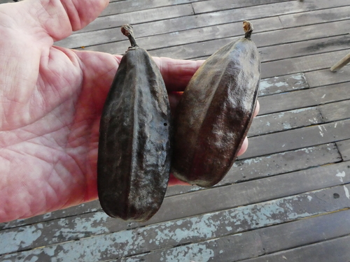 Red Silk Cotton Tree