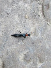 Paederidus ruficollis