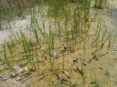 Bolboschoenus maritimus paludosus