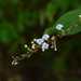Gonzalagunia panamensis - Photo (c) Ciro Rodriguez Perez,  זכויות יוצרים חלקיות (CC BY-NC), הועלה על ידי Ciro Rodriguez Perez