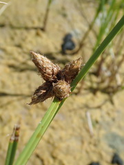 Bolboschoenus maritimus paludosus