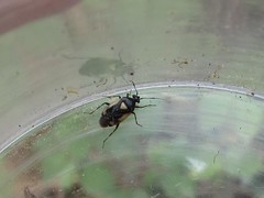Deraeocoris cordiger