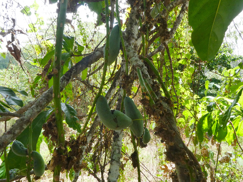 Mango Pine (Barringtonia calyptrata)