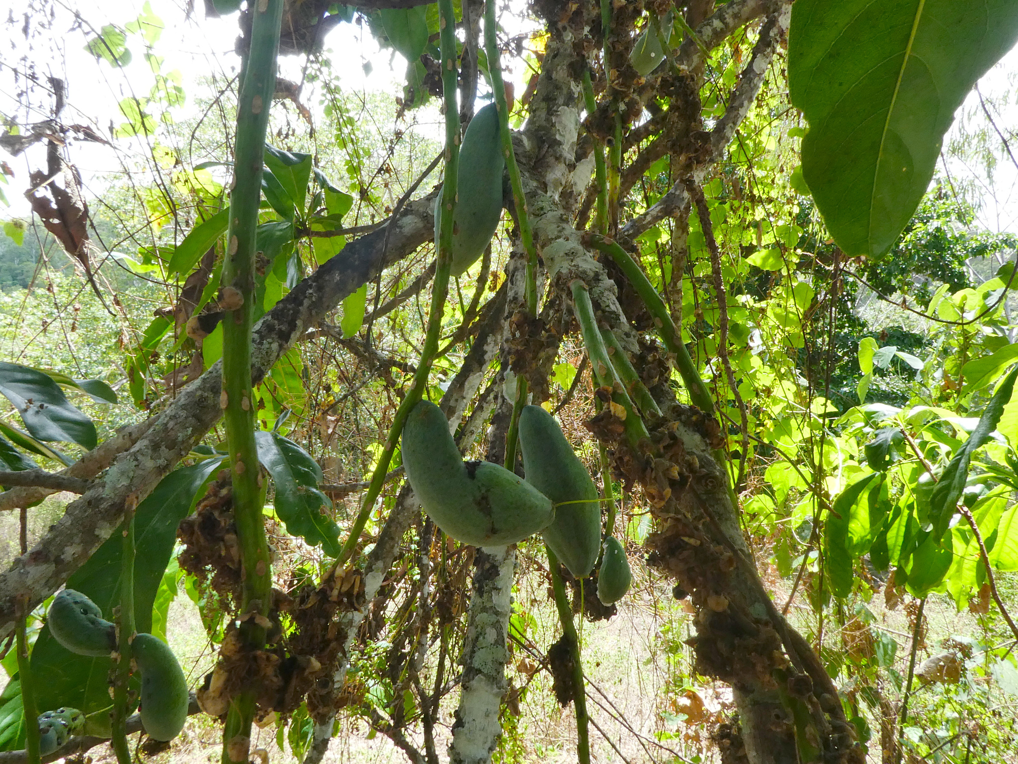 Mango Pine (Barringtonia calyptrata)