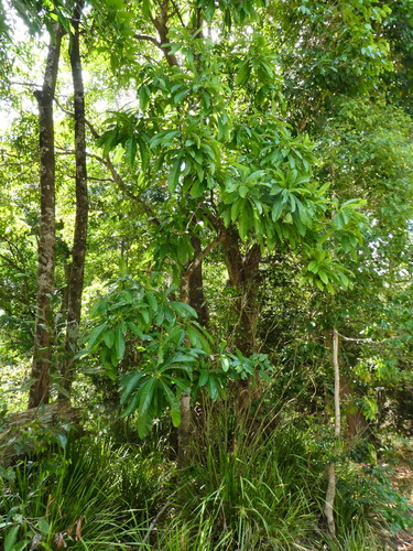 Barringtonia calyptrata, photograph 1